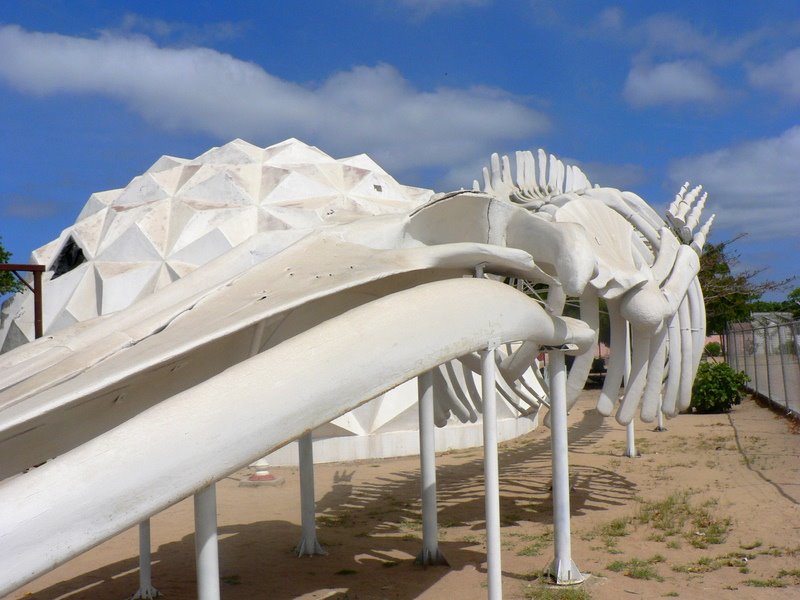 Museo Comunitario de la Ballena / Whale Museum in La Paz by tigremarino