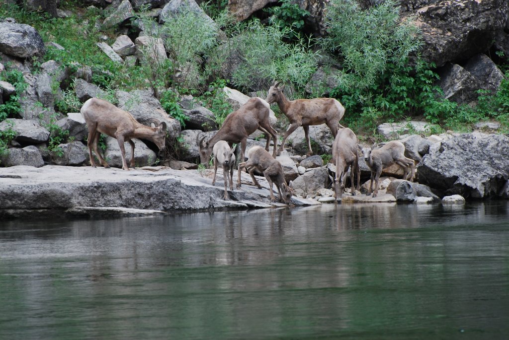 Mountain Sheep across the river from Fivemile Creek Camp by GRAMPS_Wiley