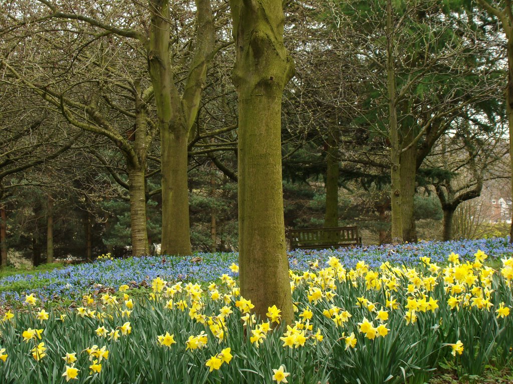 Spring time woodland at Hutcliffe Wood and Abbey Lane Cemetery, Sheffield S8 by sixxsix