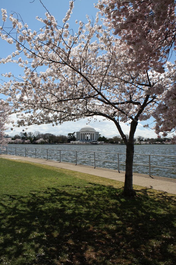 Blossoms Framing the Jefferson Memorial II by Milo1978