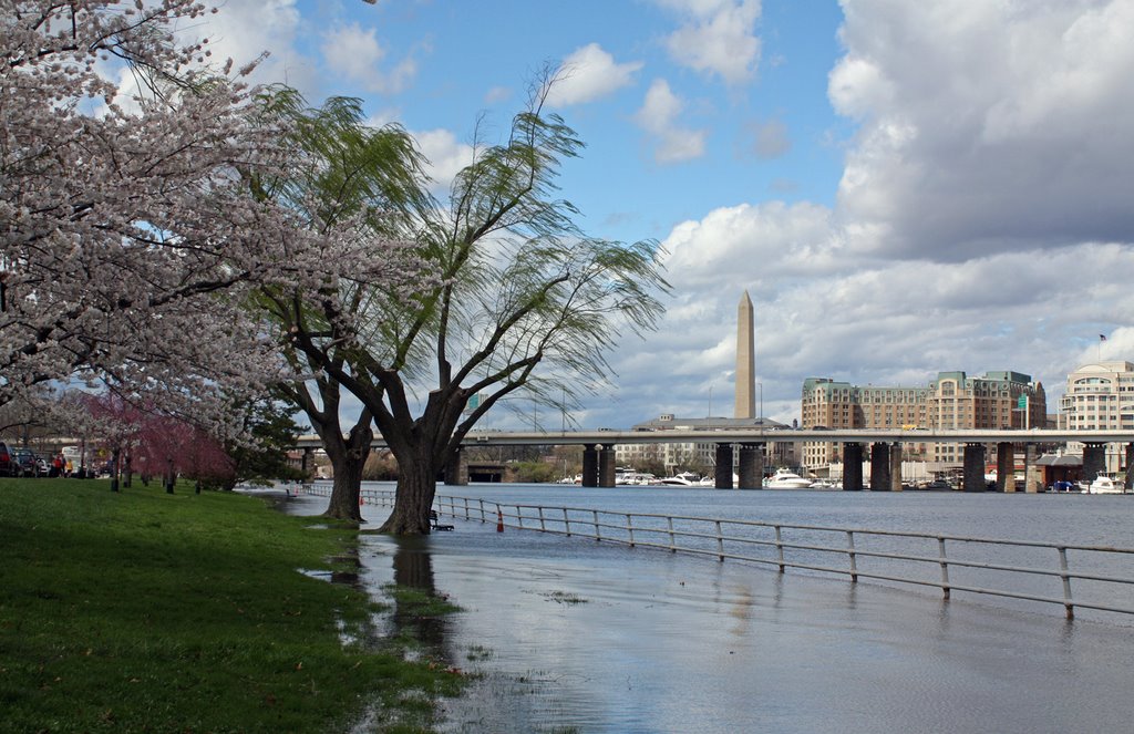 Cherry Blossom, Willow Tree, High Water at Haynes Point by Milo1978