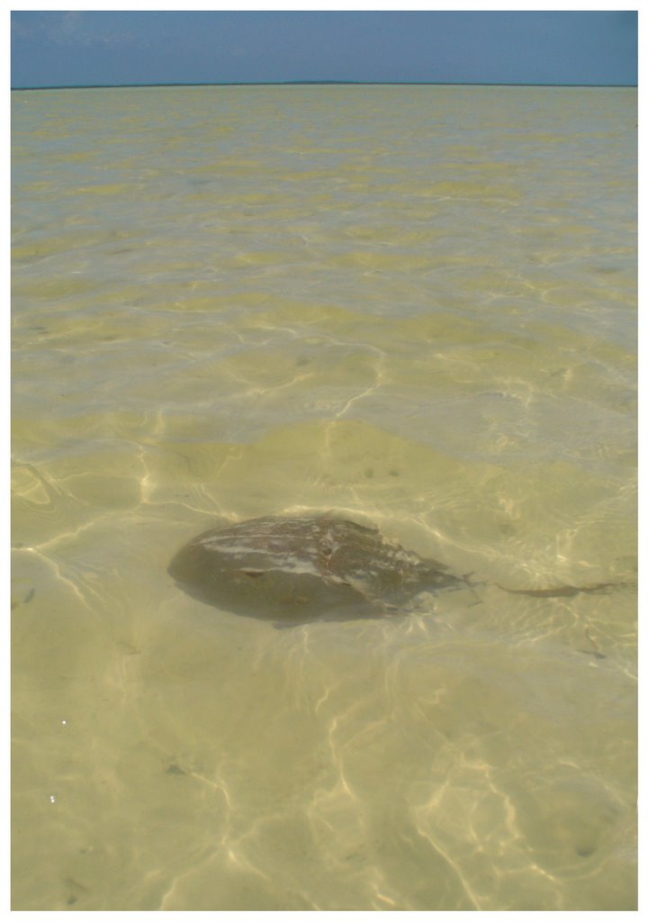 Horseshoe Crab (Limulus polyphemus) by Federico Albertini