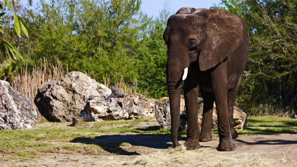 Elephant on the Safari Ride by Timothy Priest