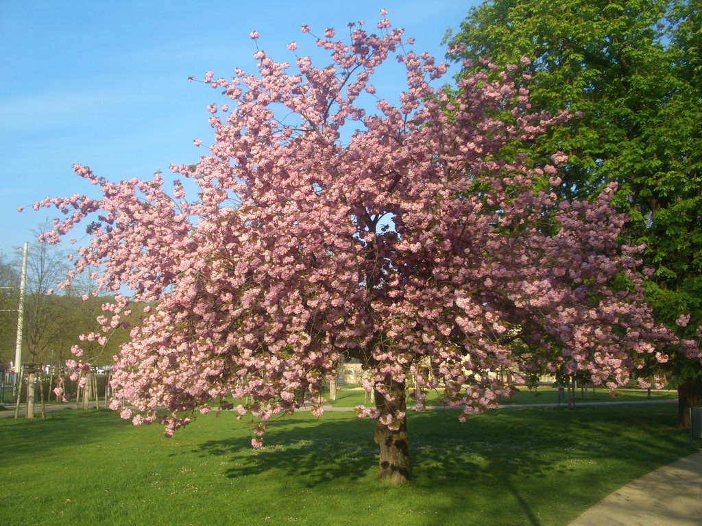 Frühling im Park by Volker J.