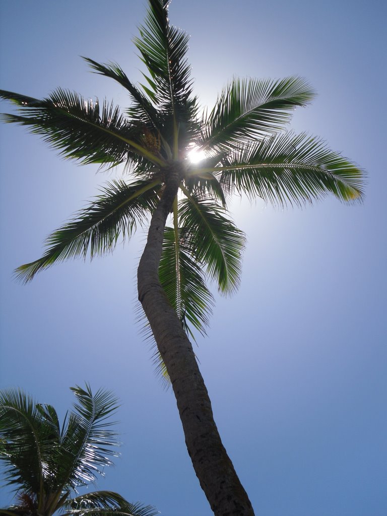 PORTO DE GALINHAS - PE SOL E O COQUEIRO by william guerreiro