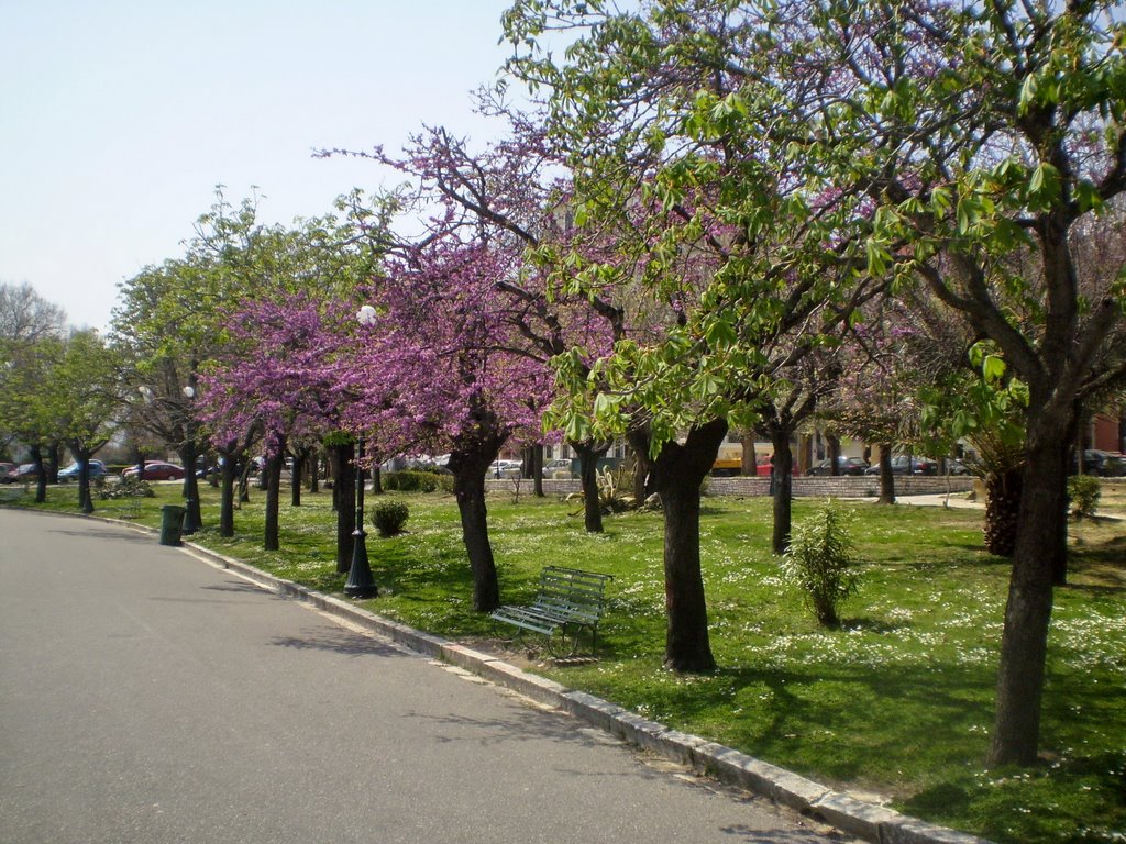 Κέρκυρα, άνοιξη στην Σπιανάδα 1 by Νίκος Γρηγορόπουλος