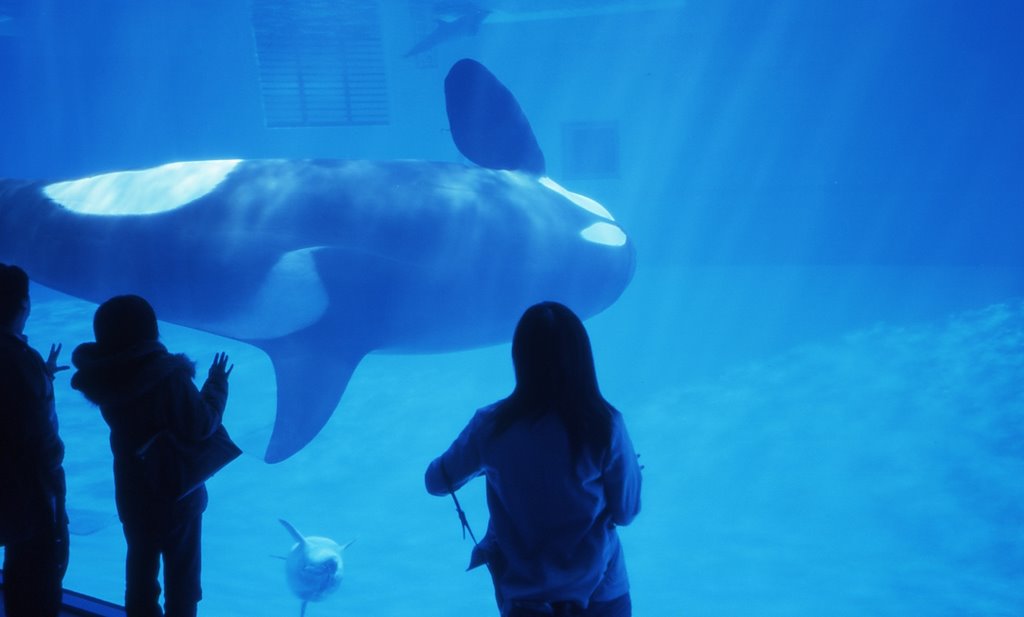 Nagoya Port Aquarium // 名古屋港水族館 by Kazuki Yamauchi