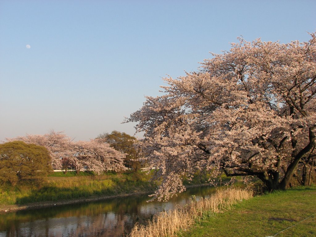 春日の春2009　d by masahiro okumura