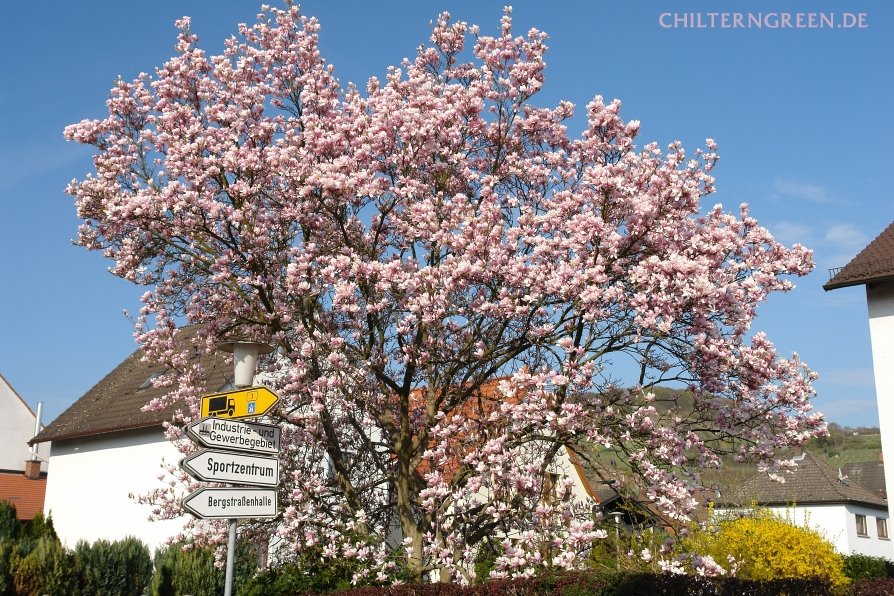 Blühende Magnolie by Michael Schäfer - chilterngreen.de