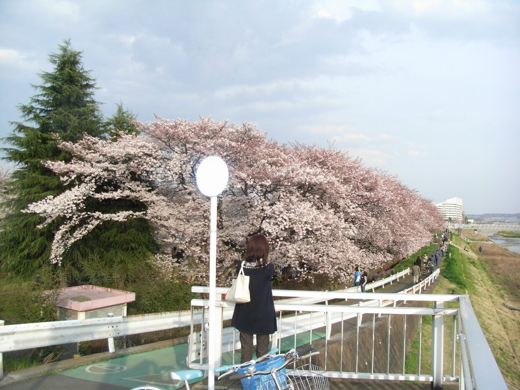 浅川大橋からみた桜 by zen_koh