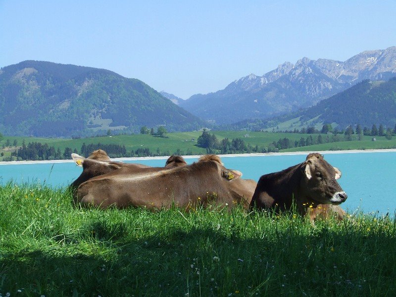 Cows in front of the Forggensee by © Kojak