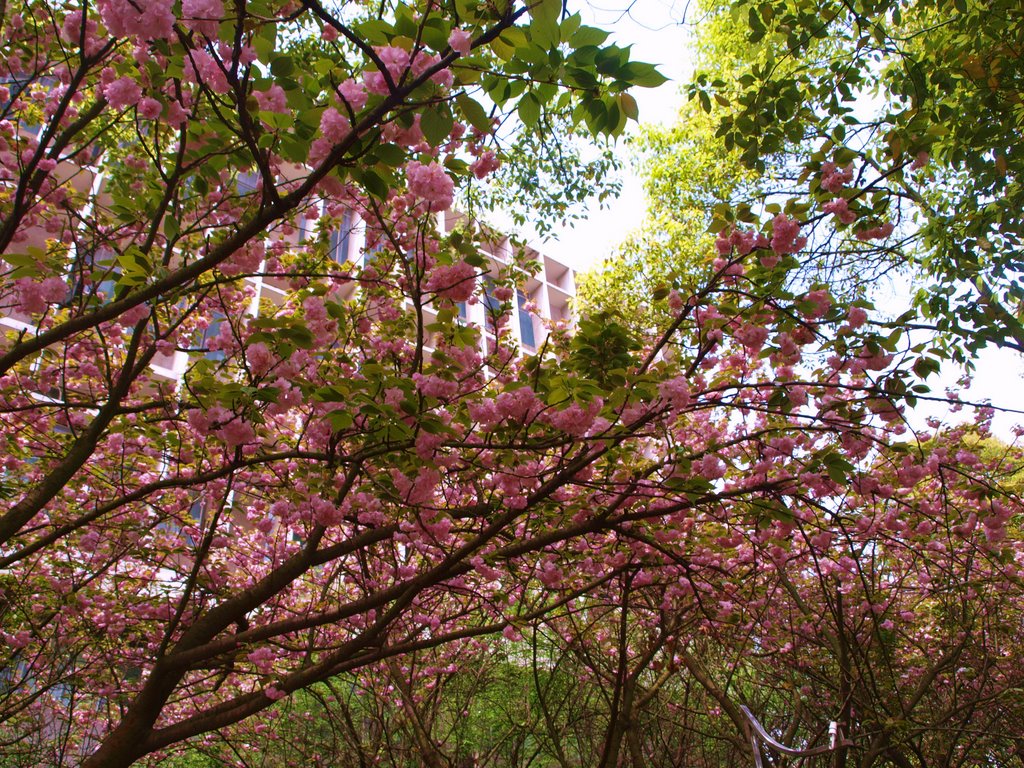 中南林業科技大學（株洲）·櫻花盛開 Cherry blossom in full bloom,Central South University of Forestry & Technology in Zhuchow by Derek郝♥中華CHINA