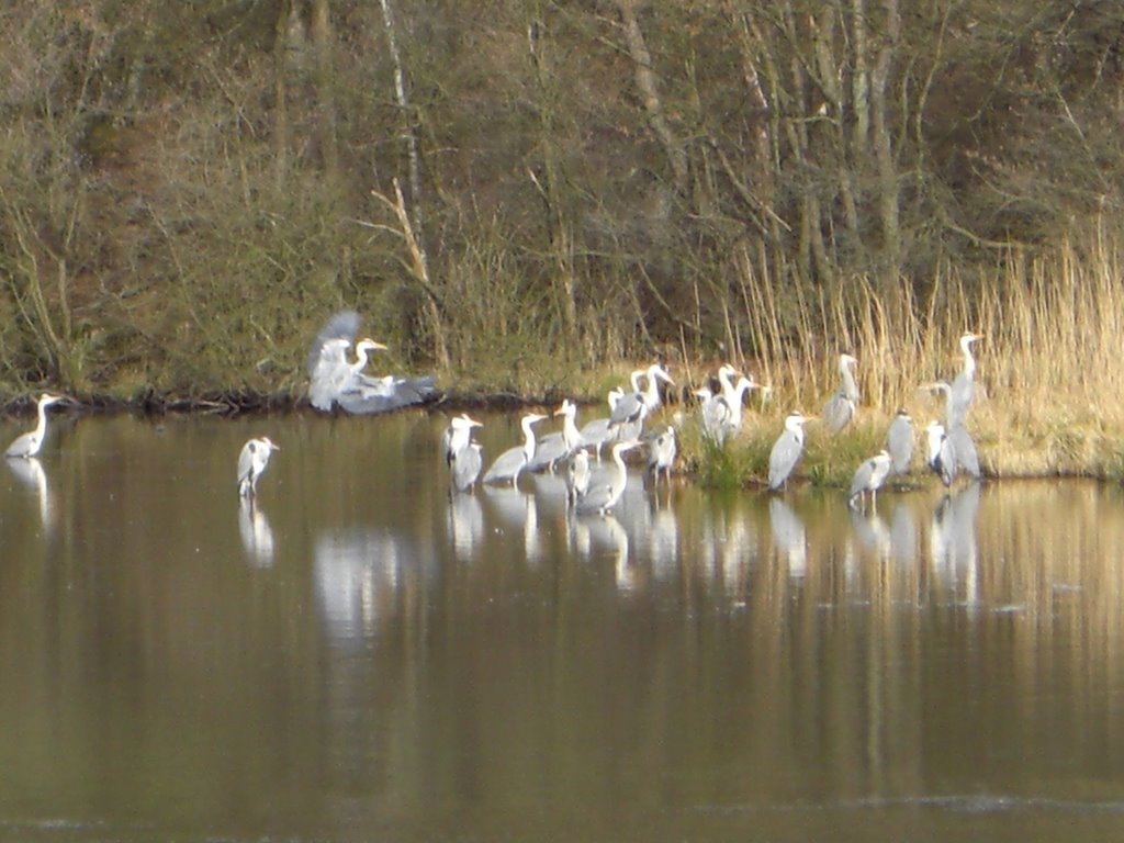 Graureiher am Beverteich by Heinz-Ingo Wildschüt…