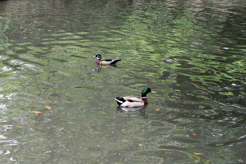 Parco Castello di Miramare by postier