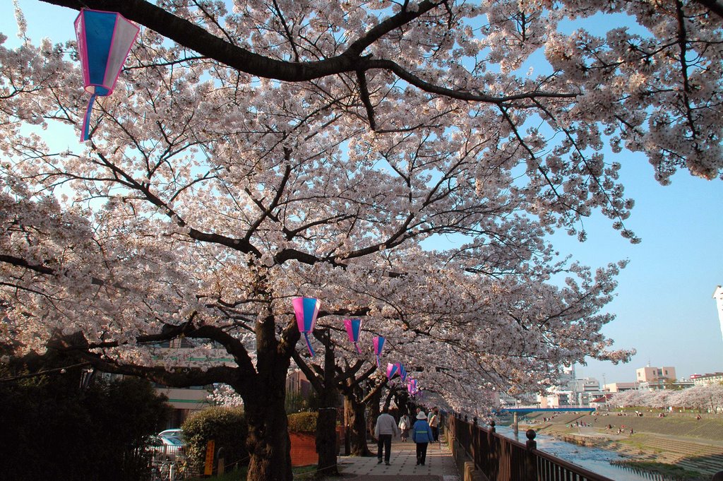 柏尾川沿いの桜並木(Cherry blossoms avenue along Kashiogawa river) by 9m2ji1etu