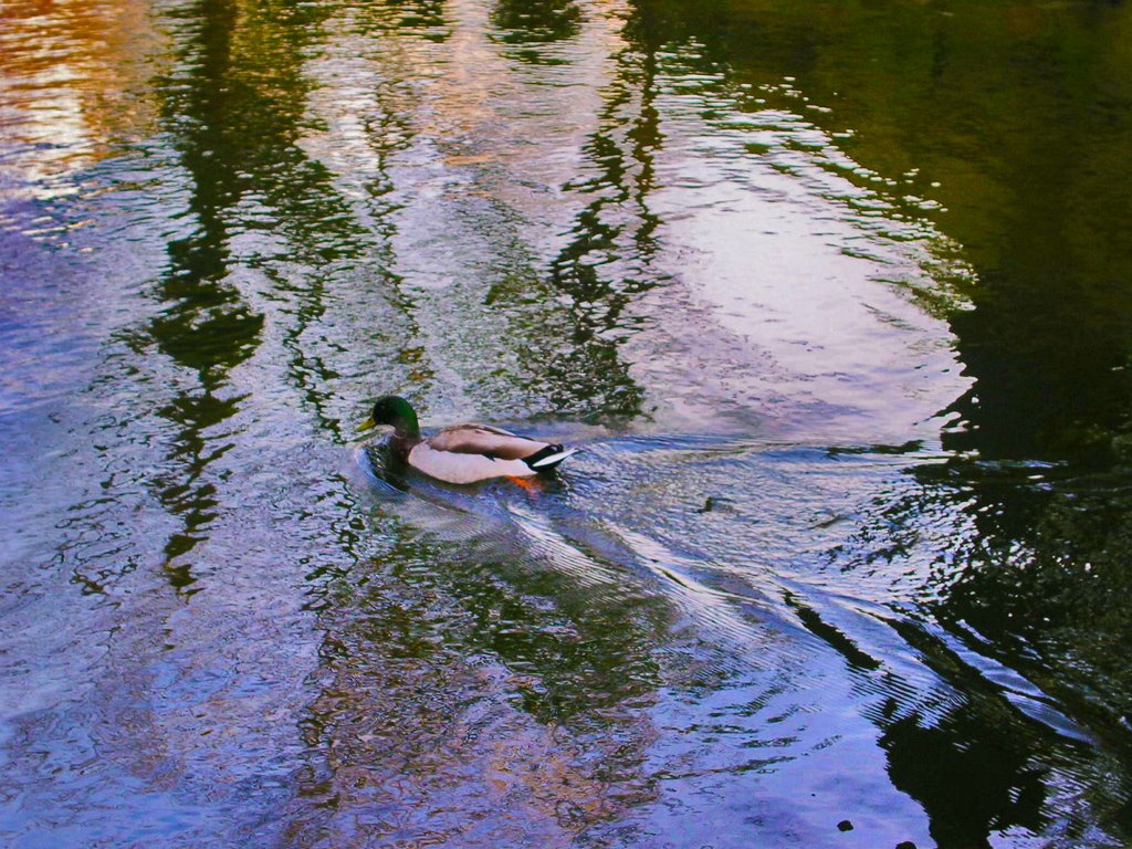 PATO EN EL LAGO by Rocío Fernández Izqu…