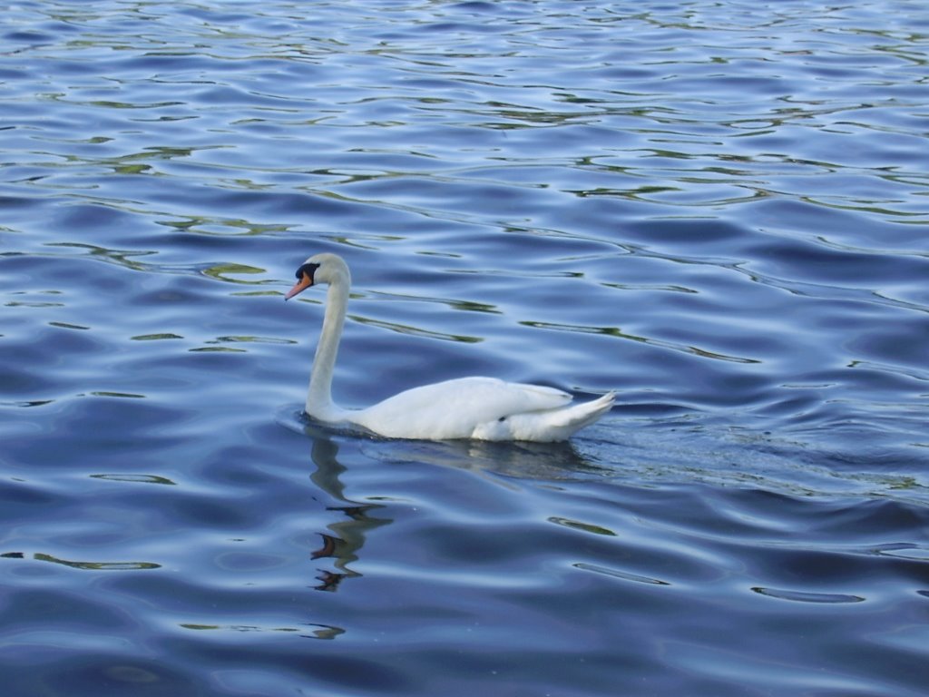 Was für ein schöner Schwan(che bel Cigno) by Walid Lotfy 73