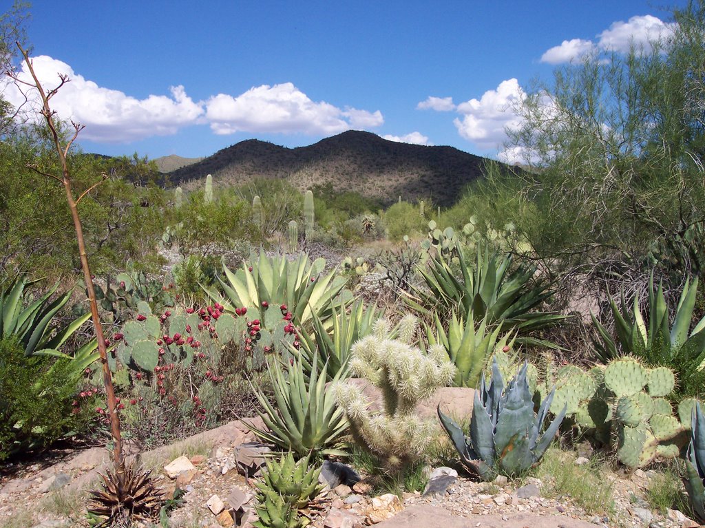 Cactus 1 in Tucson Desert Museum, Arizona by TitTornade