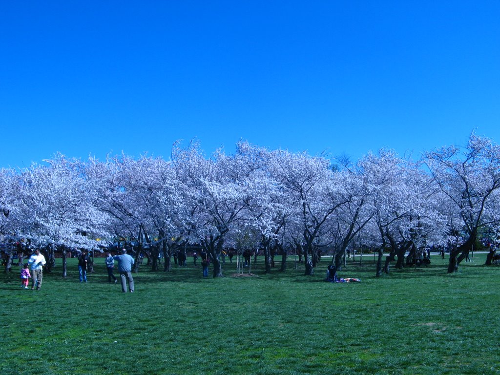 Cherry trees in D.C. by Mochi Mochi kun