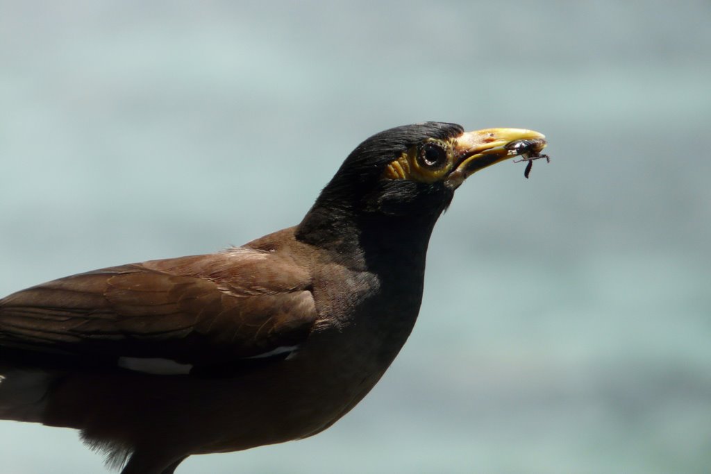 Birds With Lunch - Moorea by Joseph-Cro