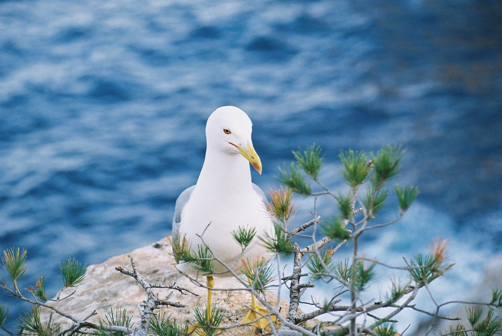 Gaviota con fondo azul by rubecula