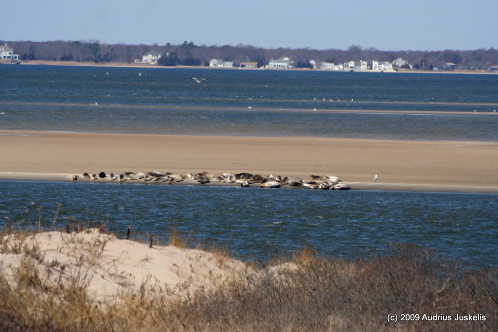 Fire Island, NY, USA by audrius78