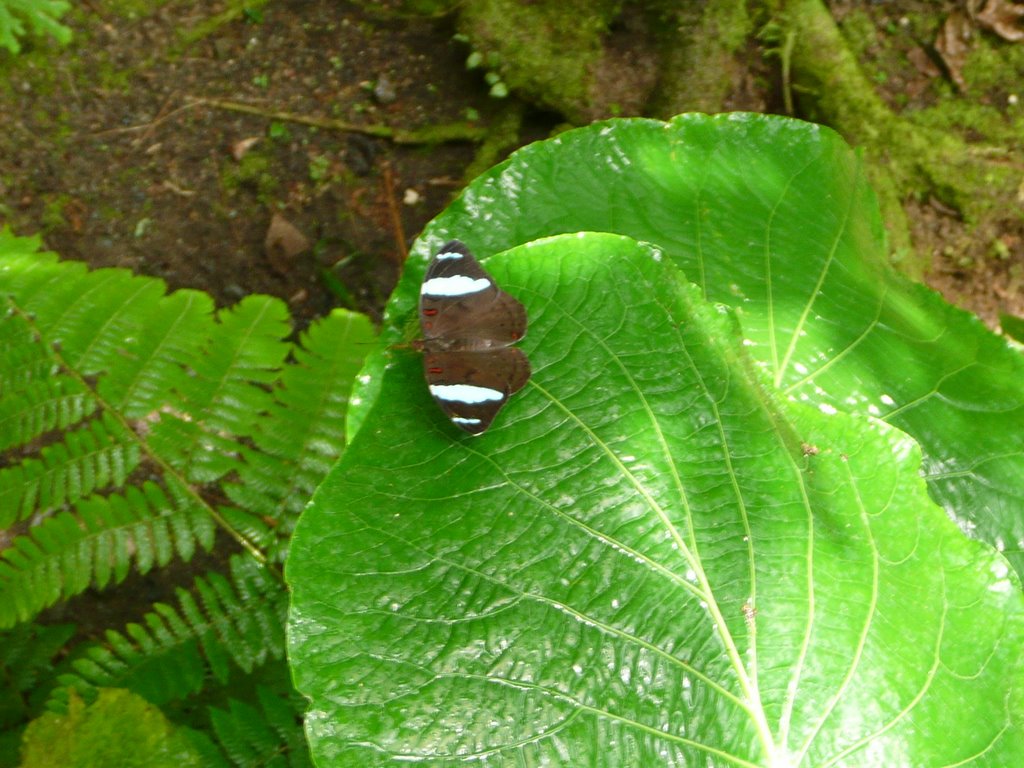 MARIPOSARIO POZO AZUL by ALBERTO  TV