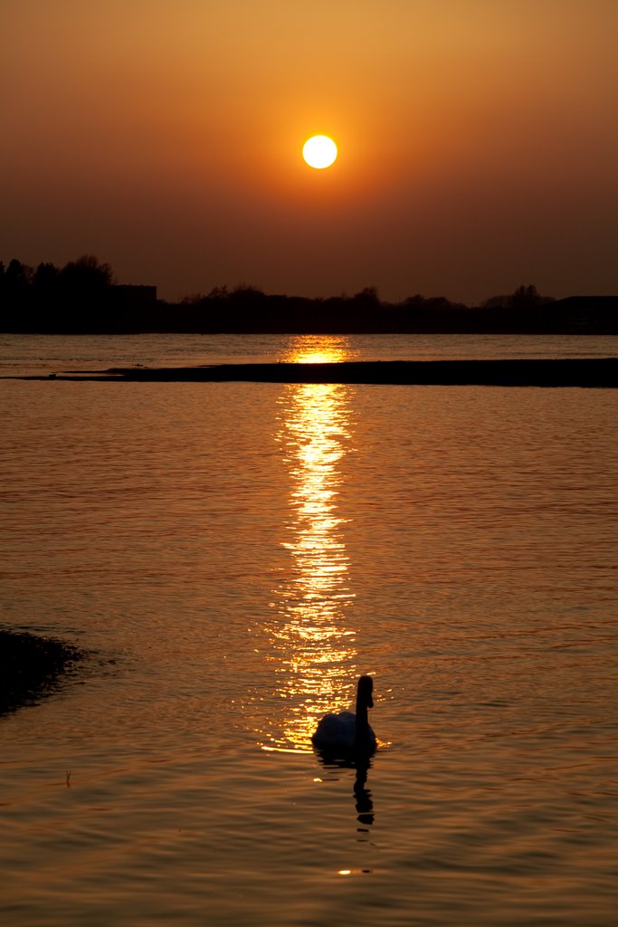 Swan into the night by Klaas Jan Gebauer