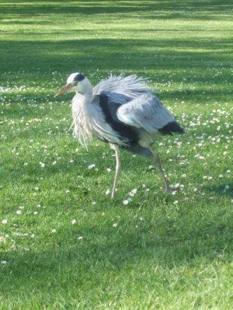 Heron by JeanDeCop