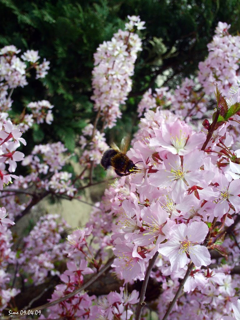 Landeanflug einer Hummel (Bumble bee during landing) by opaho1