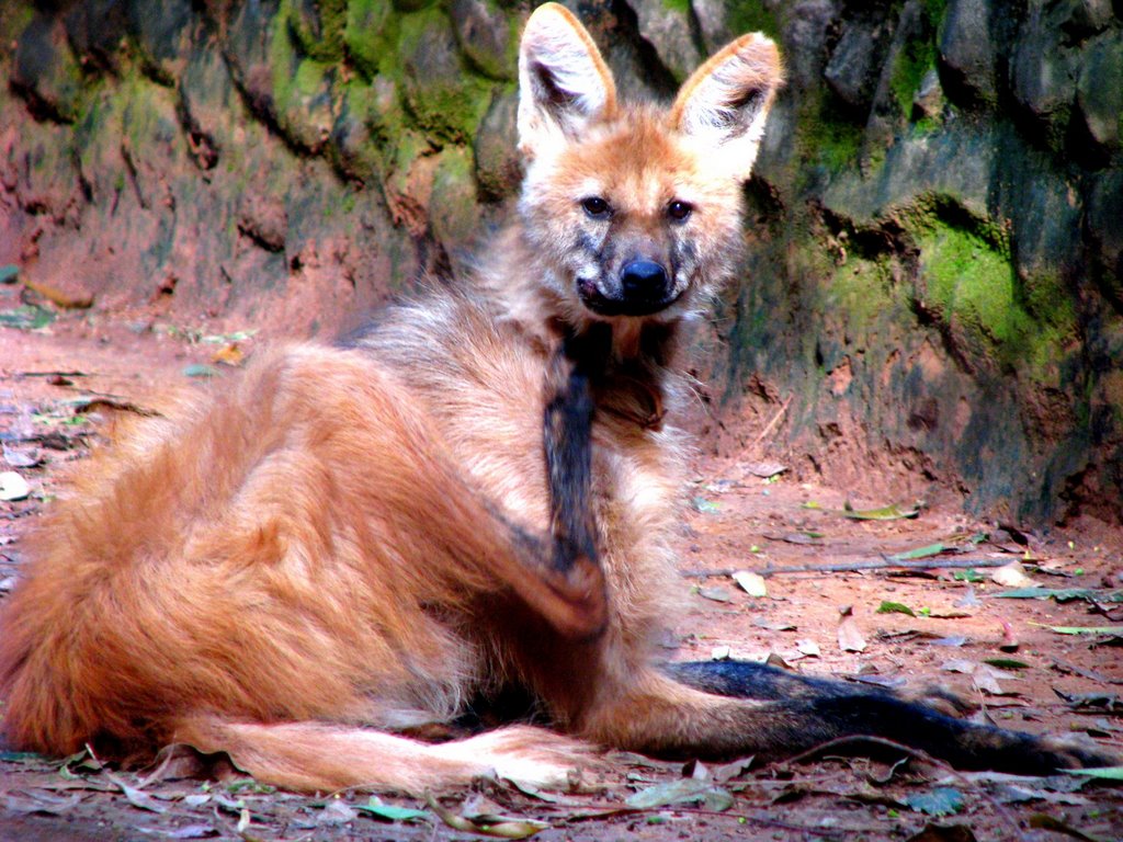 LOBO GUARÁ - zoológico de Americana by bocavermelha