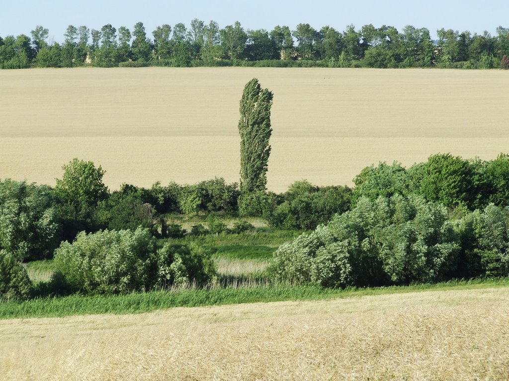 Aratás előtt.Vágatlan búzatáblák.-Tibolddaróc-Tizedes by vukakos