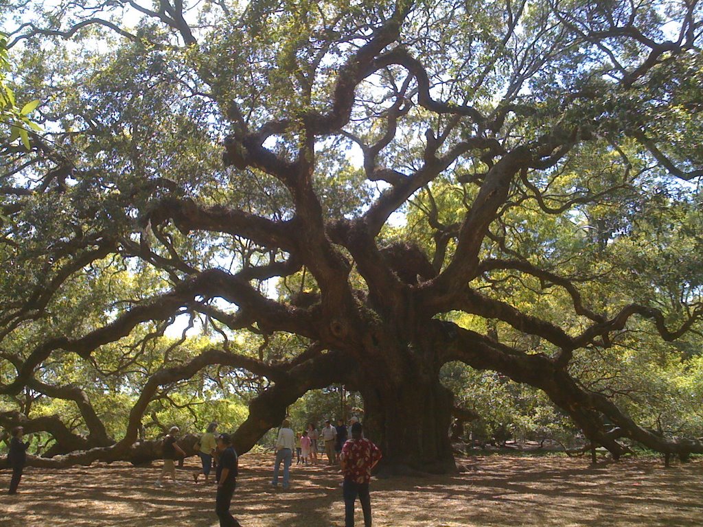 Angel Oak, John's Island, South Carolina by Curtis Conkey