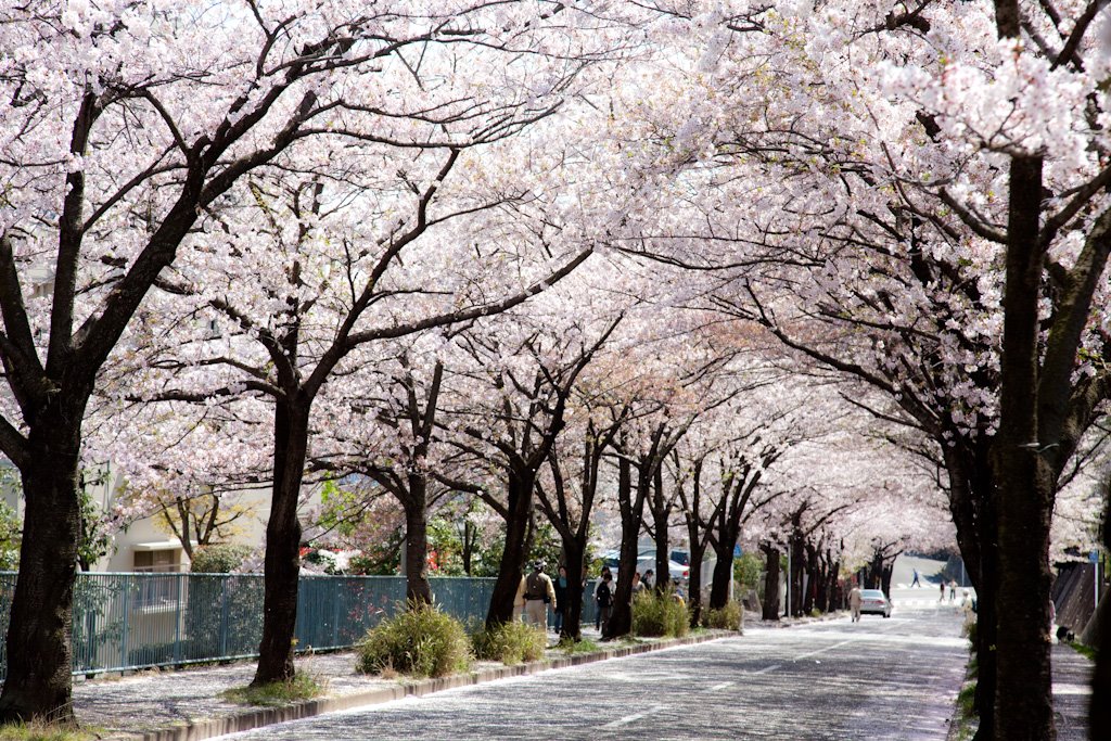 2009/4/9 菅仙谷 桜並木 by Machi Mochi