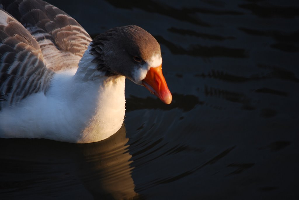 Ente bei Löhnberger Wehr by spacy1981