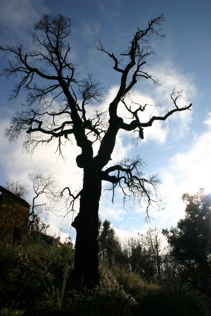 SERTÃ village-Old Cork Tree at Carvalhal village by Del Dias