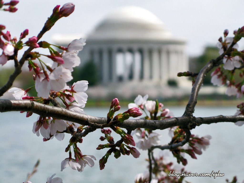 Cherry Blossom in Washington DC by Lee Iljoo