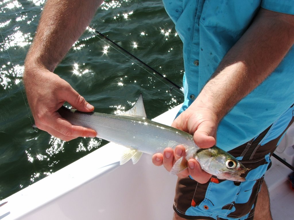 Ladyfish by coreyash