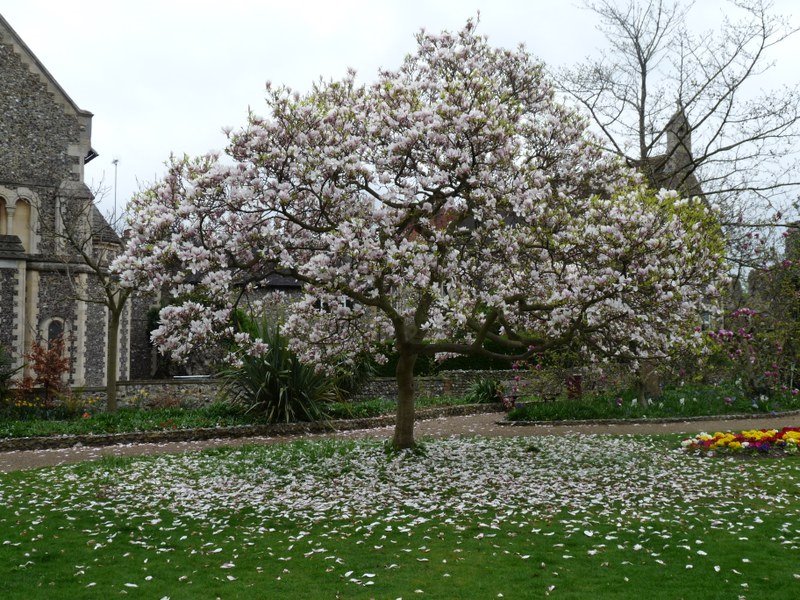 Forbury Gardens by likealightbulb