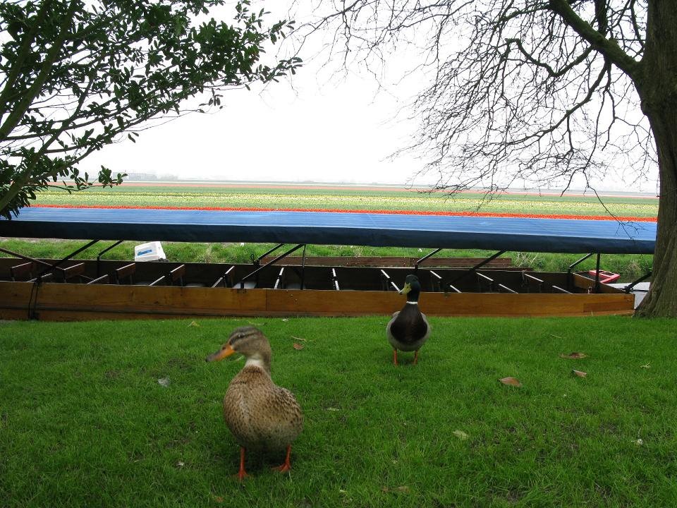 Bahar bahcesi6, Keukenhof by Mustafa Gokmen