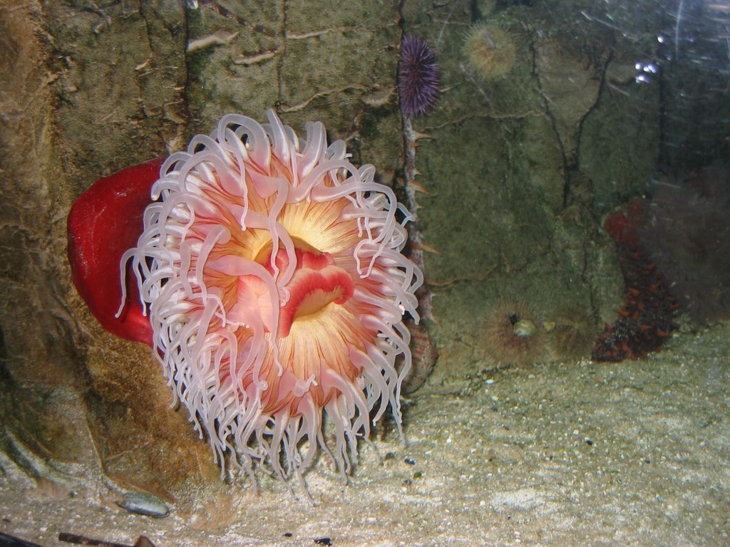 Anemone in Shedd Aquarium by DrPleishner