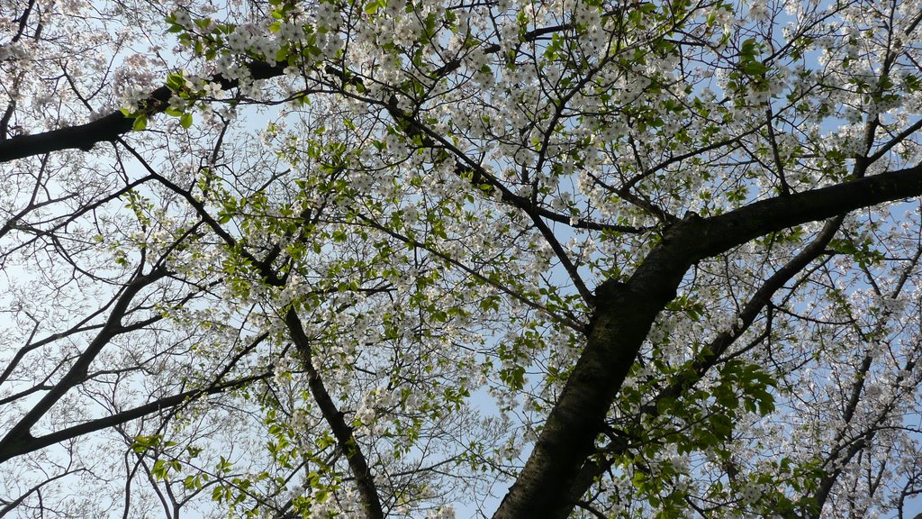 大阪城公園の桜（cherry blossoms of Osaka castle park） by puy