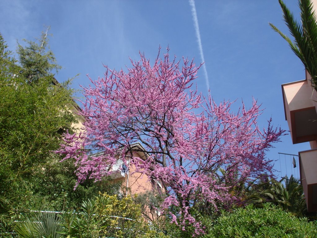 Macchia rosa ligure - Cogoleto ( Ge ) by effeelle