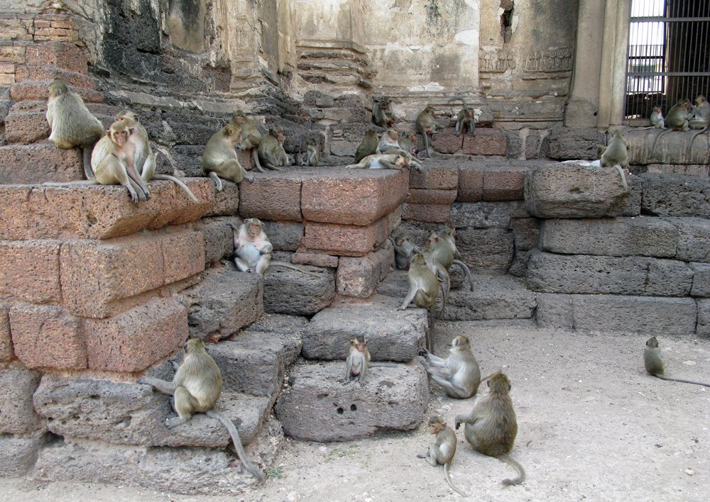 Lopburi, Thailand. Monkeys at Phra Prang Sam Yod (2) by Eivind Friedricksen