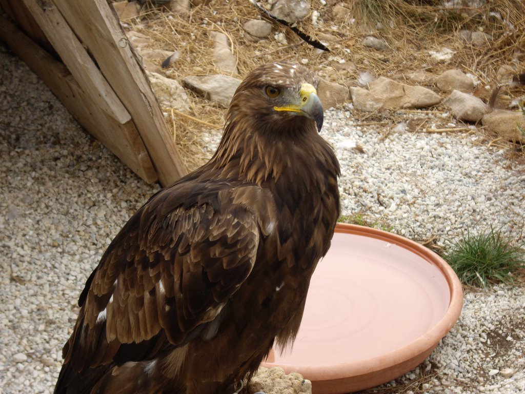 Águila imperial by eadcg