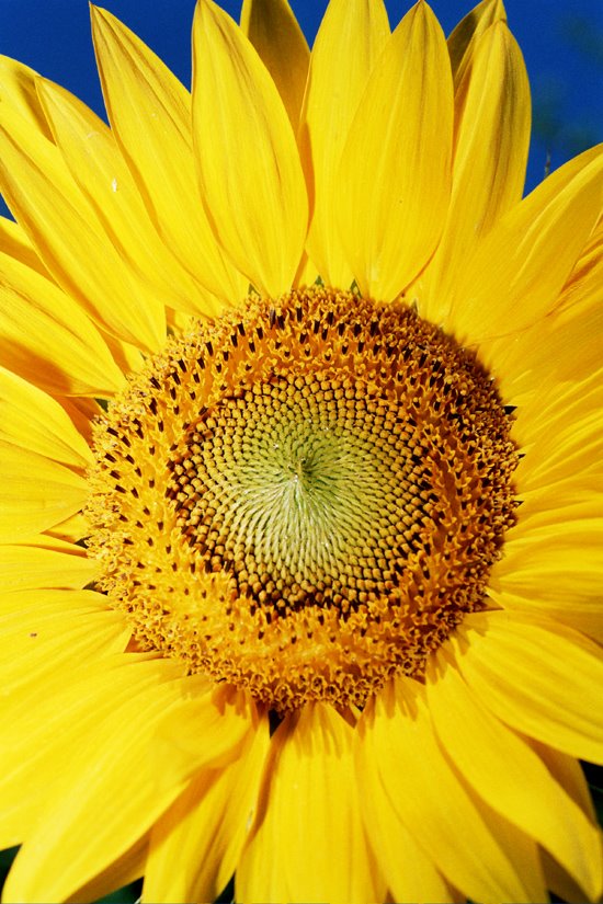 Girasole by Antonio Privitera