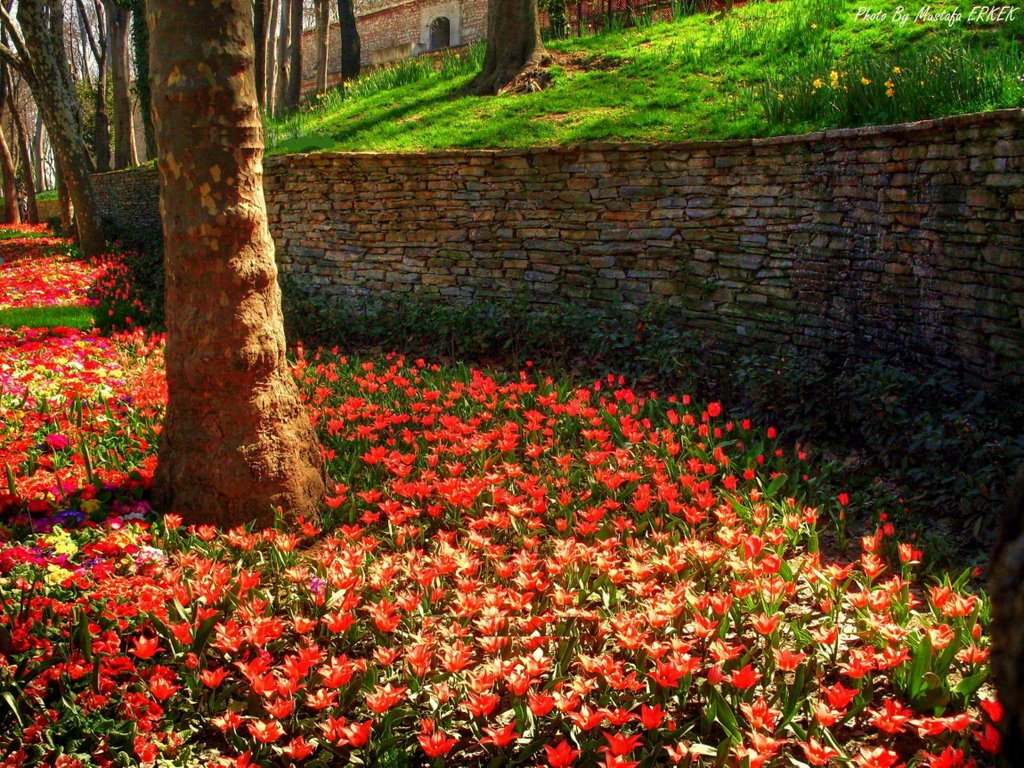 A tree in Istanbul... by © Mustafa ERKEK