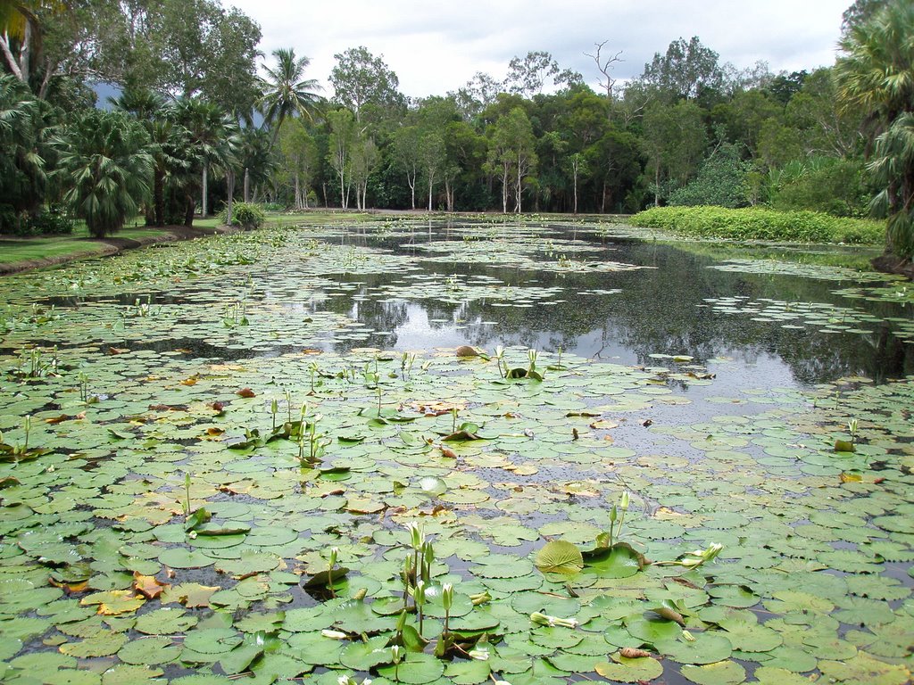 Lotus Pond by Cairns Botannical garden by RaneFlight