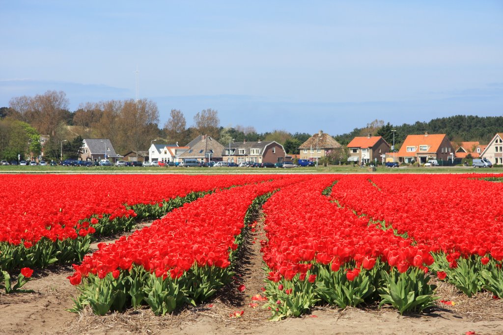 Tulips Egmond by Huustmans