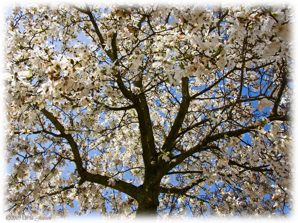 Blossom #1 by Wim Janssen